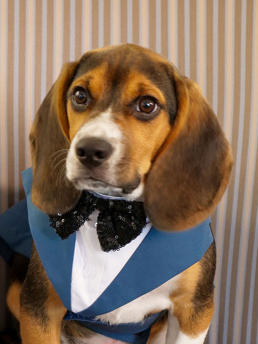 Buddy, Legal Beagle at Mueller | Callis | Lander, LLC